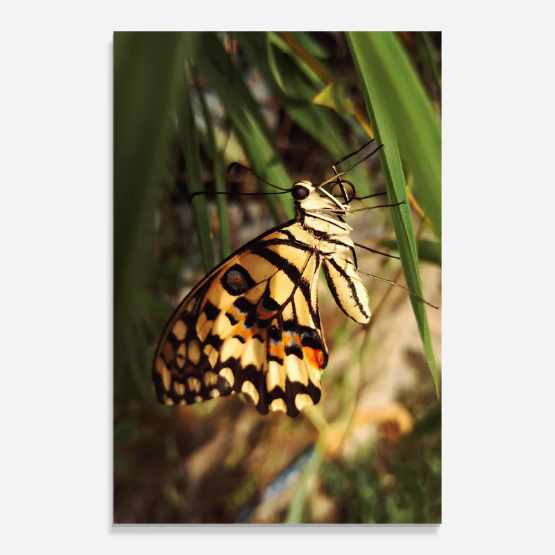 Kostenloser Rückversand Glasbild Wild Brown Butterfly