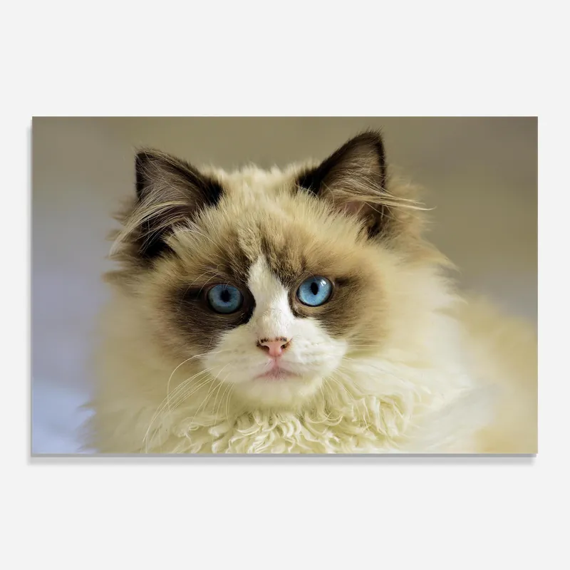 Schnäppchen Glasbild Interesting Blue Eyes Cat