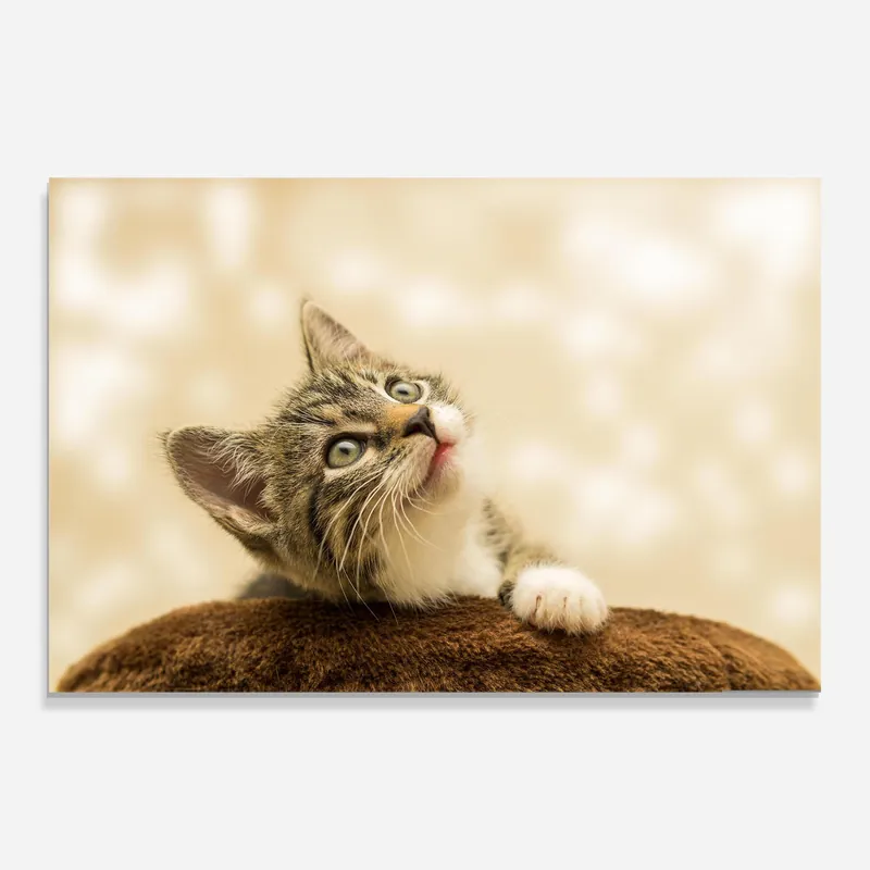 Glasbild Pretty Cute Kitten Solange Der Vorrat Reicht