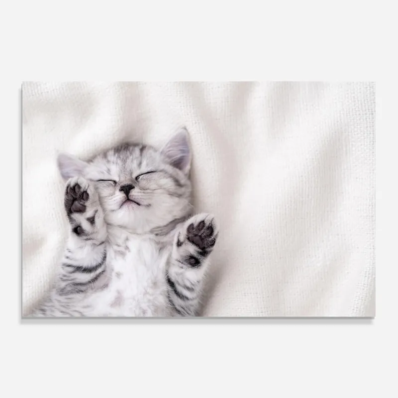 Glasbild Pretty Baby Cat Markenware