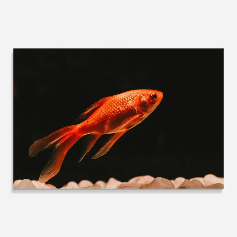 Glasbild Small Orange Fish Sichere Zahlung