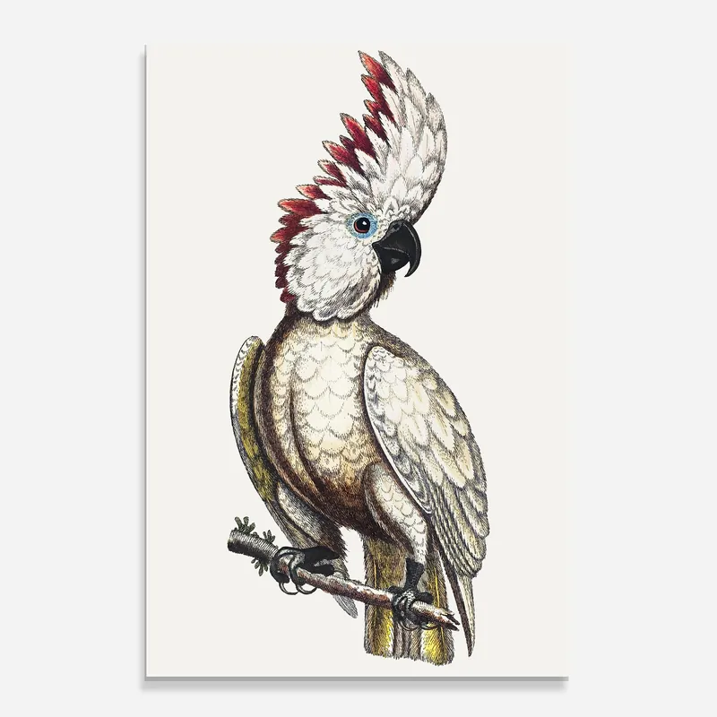 Expressversand Glasbild Interesting Bird