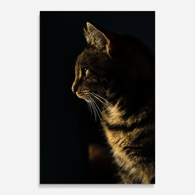 Glasbild Hunting Cat Preis Gesenkt