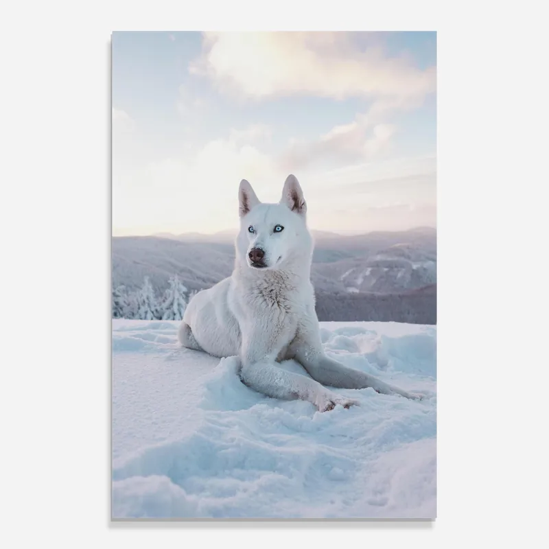 Glasbild White Husky Neue Kollektion