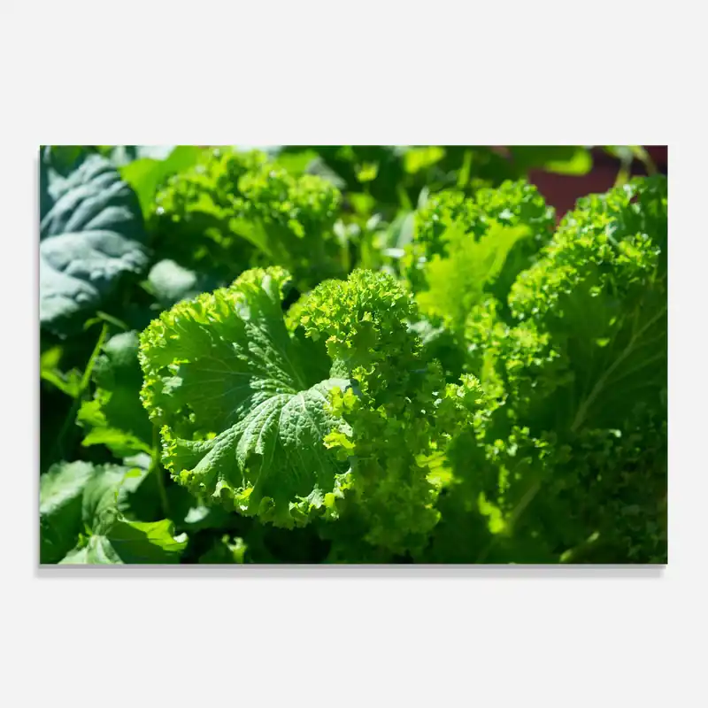 Küchenrückwand Glas Preetty Green Lettuce Meistverkauft