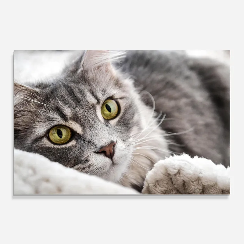 Bestpreis Küchenrückwand Glas Grey Fluffy Cat