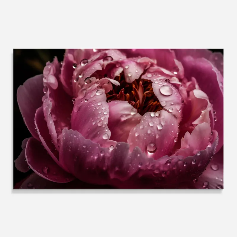 Küchenrückwand Glas Peony Close Up After Rain Kostenloser Versand