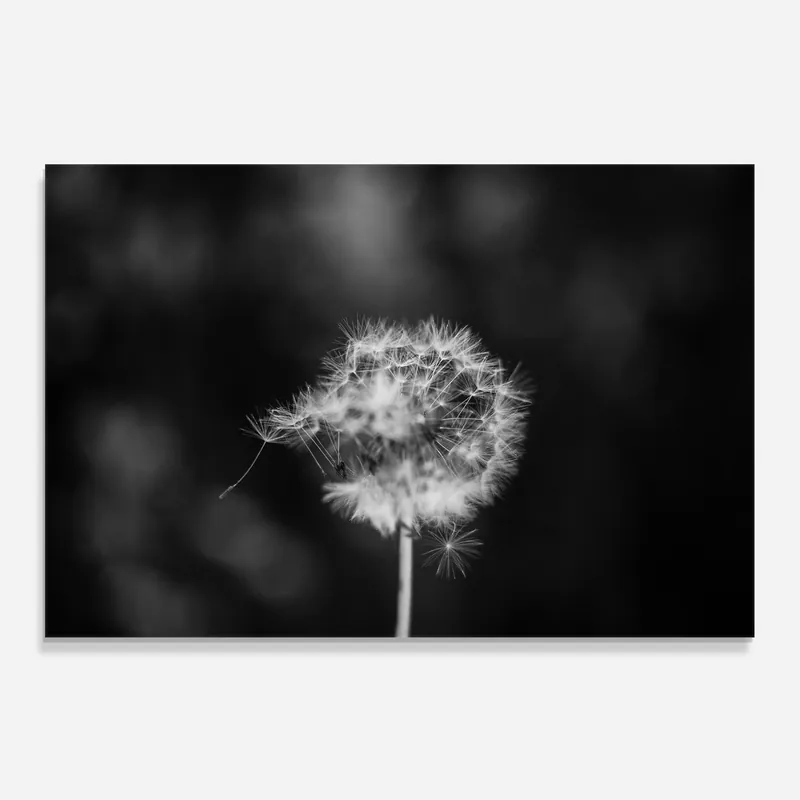 Küchenrückwand Glas Grey Dandelion Preisknaller