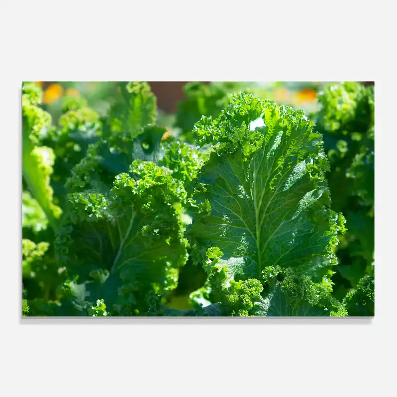 Küchenrückwand Glas Lettuce View Must-Have