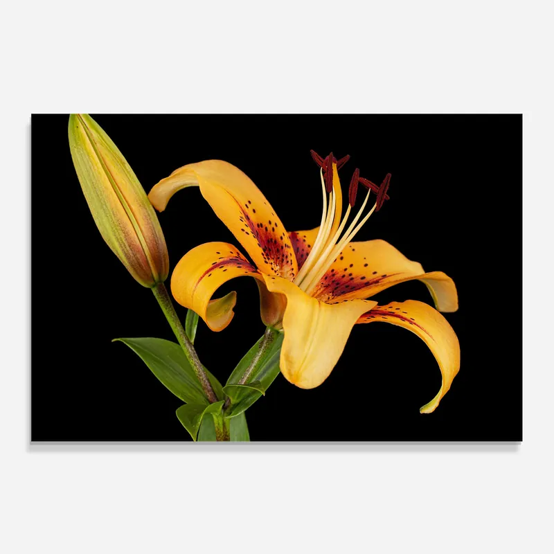 Solange Der Vorrat Reicht Küchenrückwand Glas Beautiful Yellow Lily