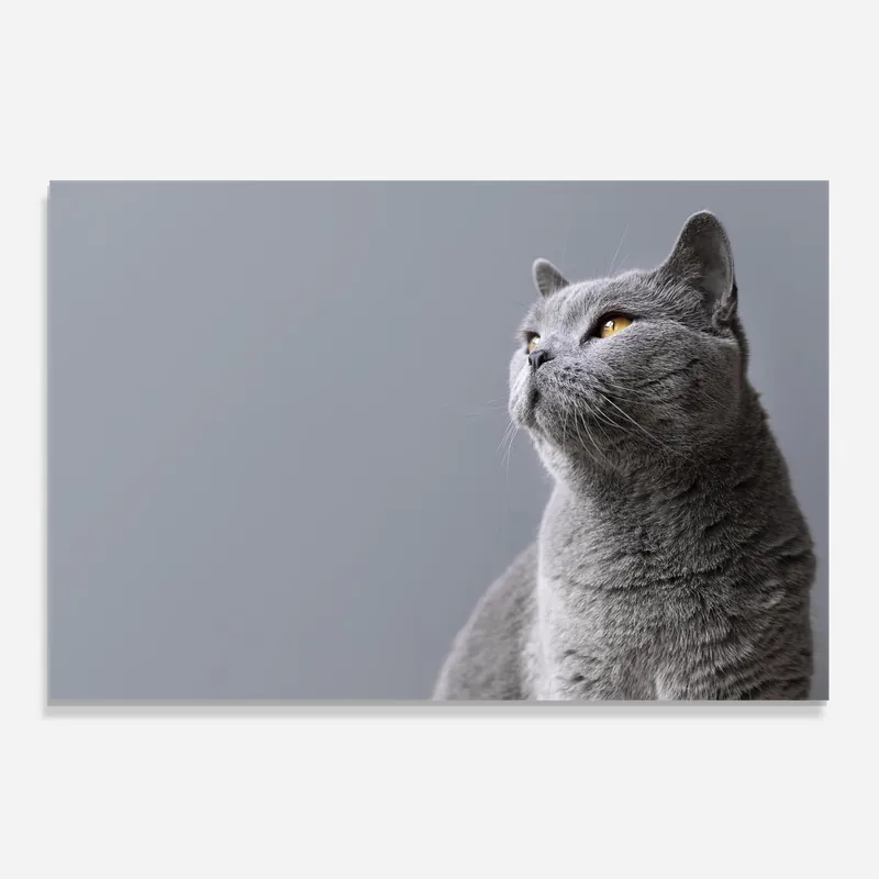 Küchenrückwand Glas Gray Kitty Sale