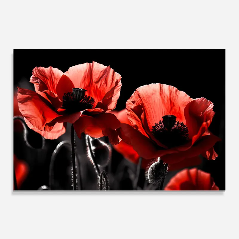 Küchenrückwand Glas Light Red Poppy On Black Neu Im Sortiment