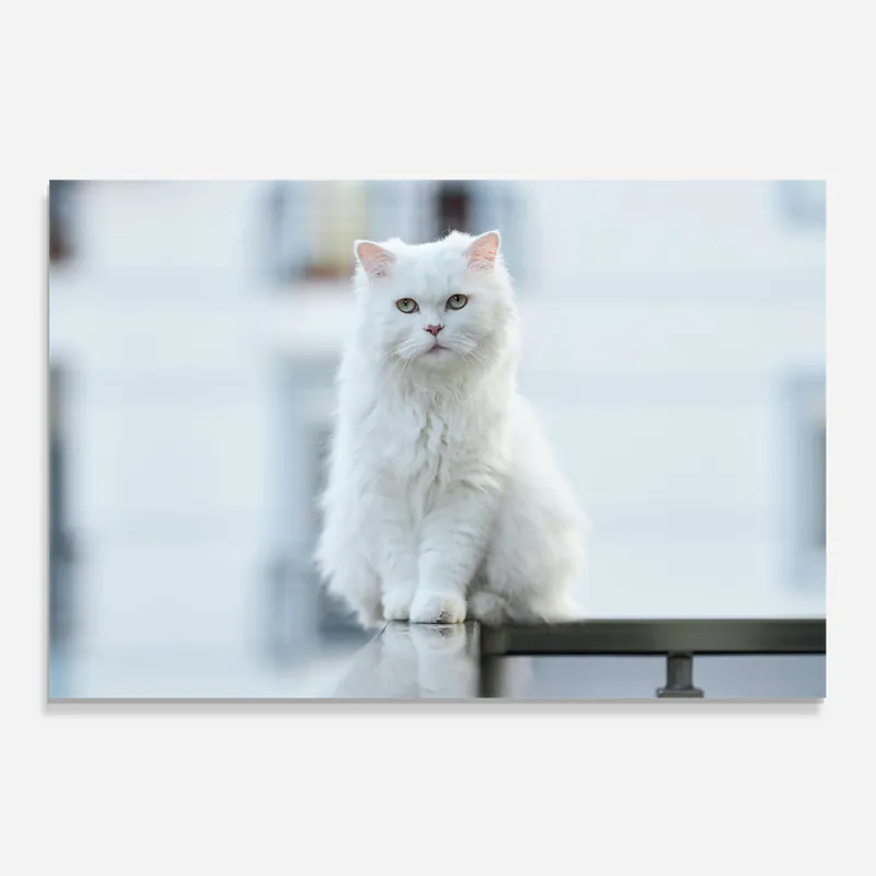 Küchenrückwand Glas Big White Cat Direkt Vom Hersteller