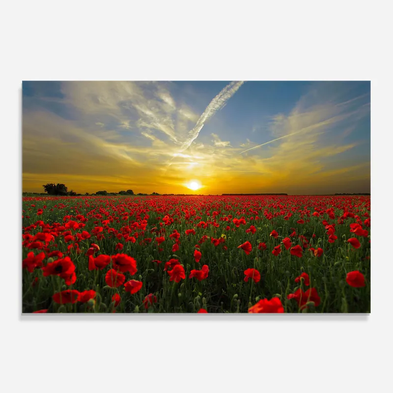 Küchenrückwand Glas Poppies Sunset Gratis Versand