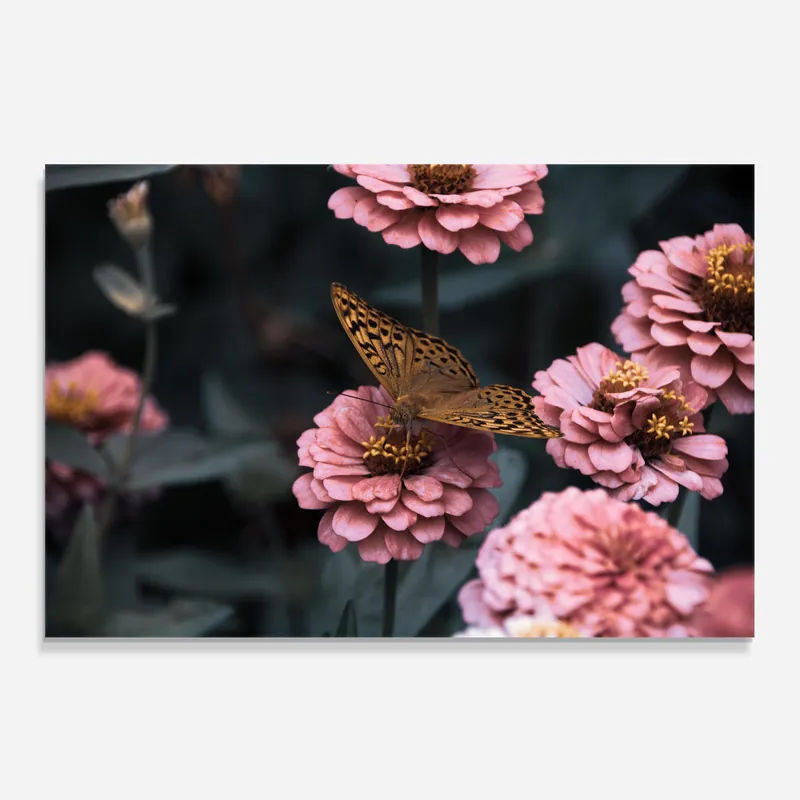 Heißes Angebot Küchenrückwand Glas Flower Butterfly