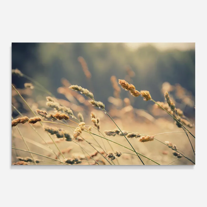 Küchenrückwand Glas Cream Nature Plants Garantierte Lieferung