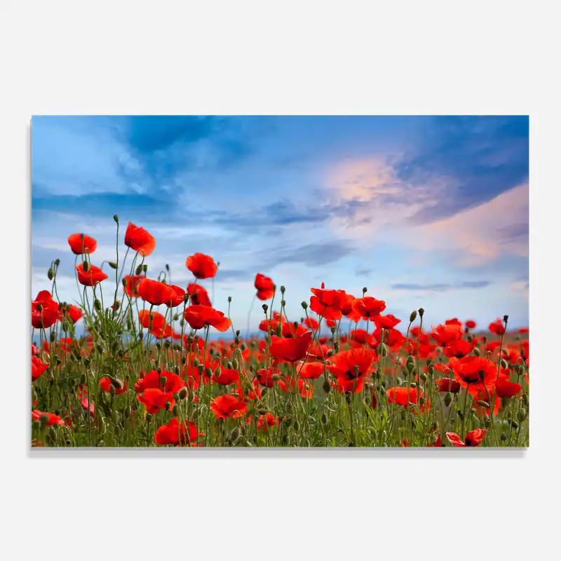 Günstig Küchenrückwand Glas Poppy Field