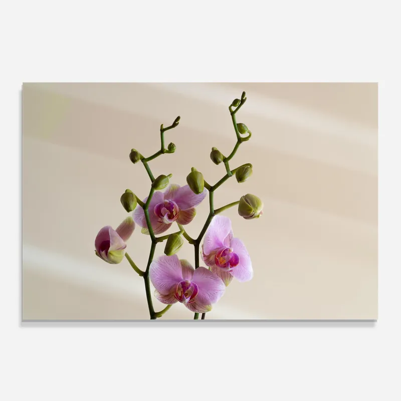 Küchenrückwand Glas Purple Orchid On Cream Knallerangebot