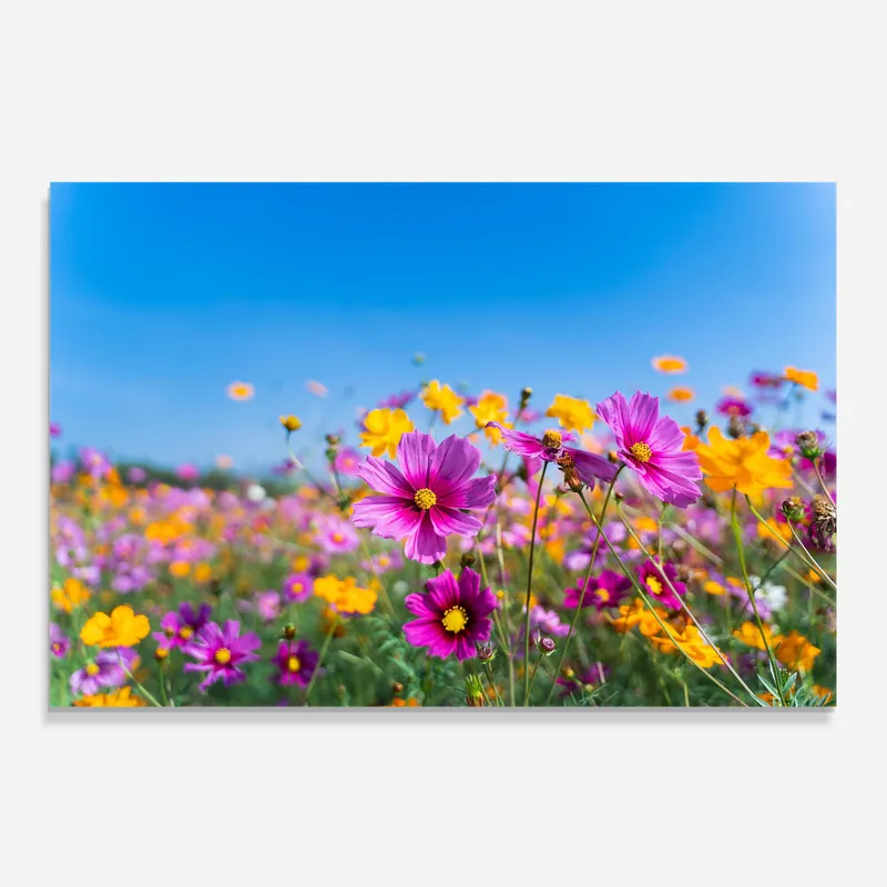 Top-Angebot Küchenrückwand Glas Cosmos Flowers Grassland