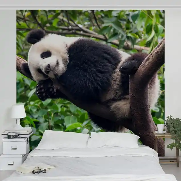 Schlafender Panda auf Ast Fototapete • Vliestapete + Kleister • hergestellt in Deutschland Top-Preis