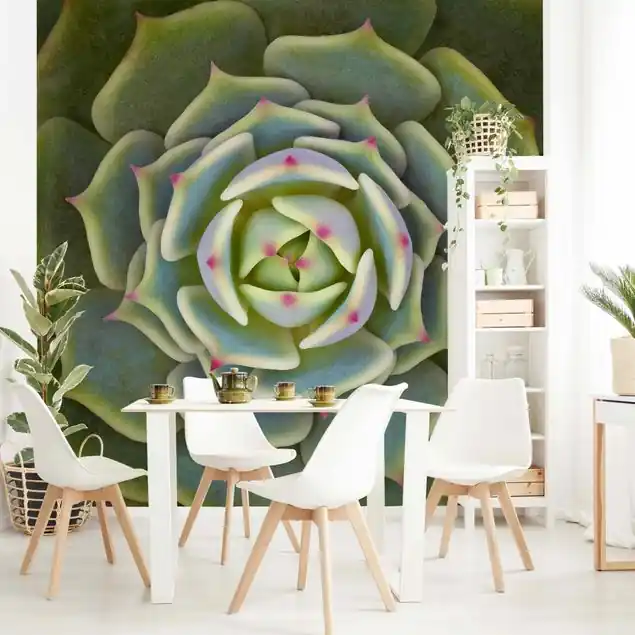 Sofort Bestellen Sukkulente - Echeveria Ben Badis Fototapete • Vliestapete + Kleister • hergestellt in Deutschland