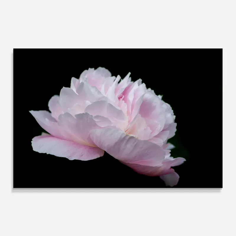 Gratis Versand Küchenrückwand Glas Pastel Peony On Black