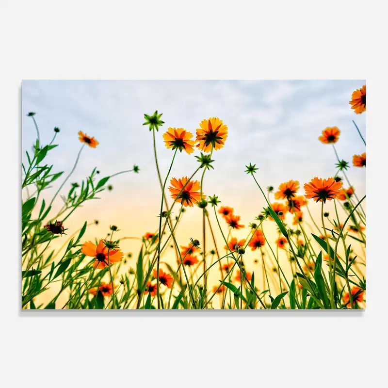 Küchenrückwand Glas Orange Wild Flowers Finale Aktion