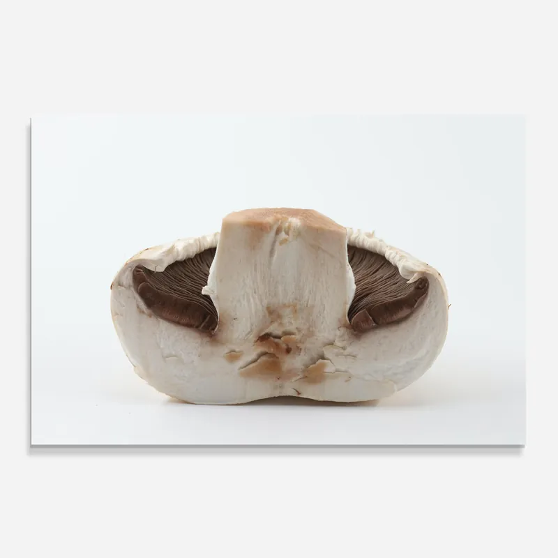 Top-Angebot Küchenrückwand Glas Cut Mushroom