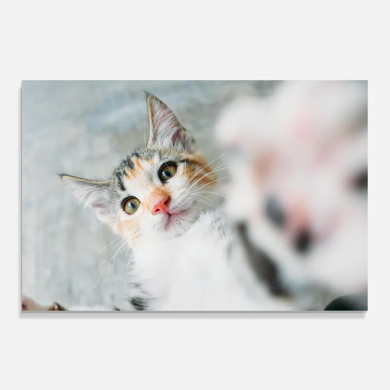 Küchenrückwand Glas Pretty Pink Nose Cat Sale