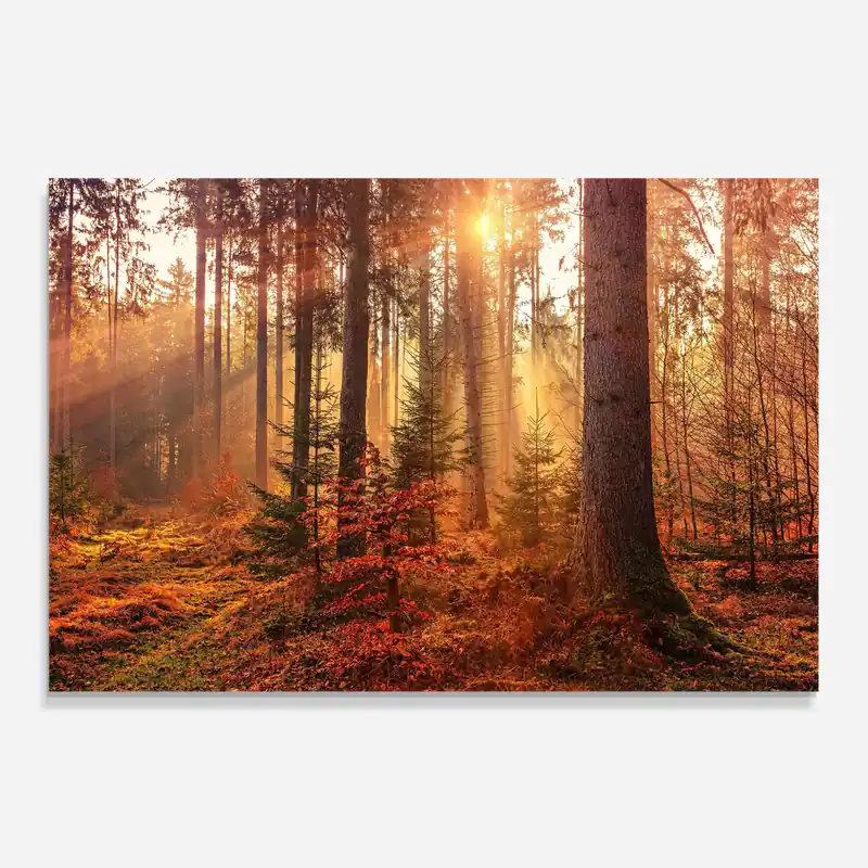 Küchenrückwand Glas Orange Light Forest Preis Gesenkt