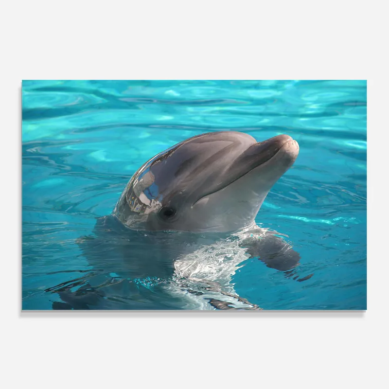 Küchenrückwand Glas Dolphin Poses Meistverkauft