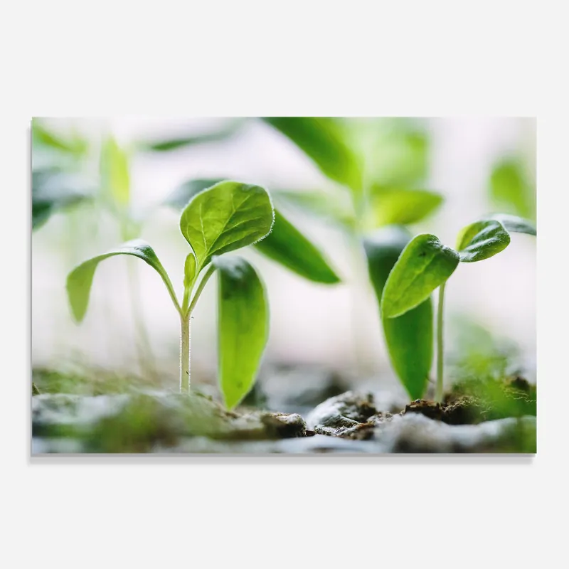 Mega-Angebot Küchenrückwand Glas Pretty Green Plant