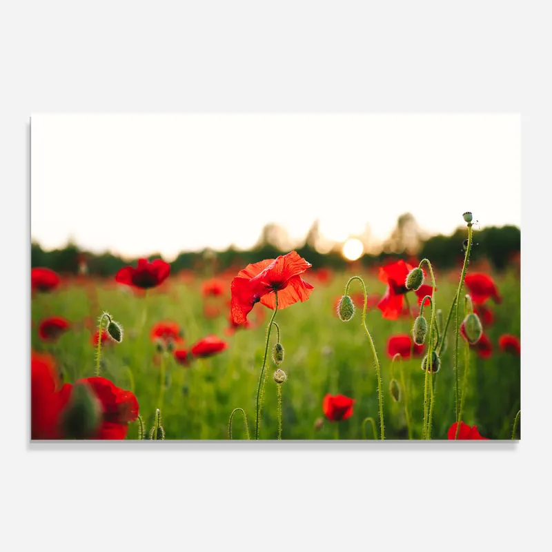 Garantierte Lieferung Küchenrückwand Glas Poppies Field