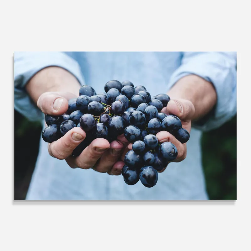Küchenrückwand Glas Holding Grapes Solange Der Vorrat Reicht