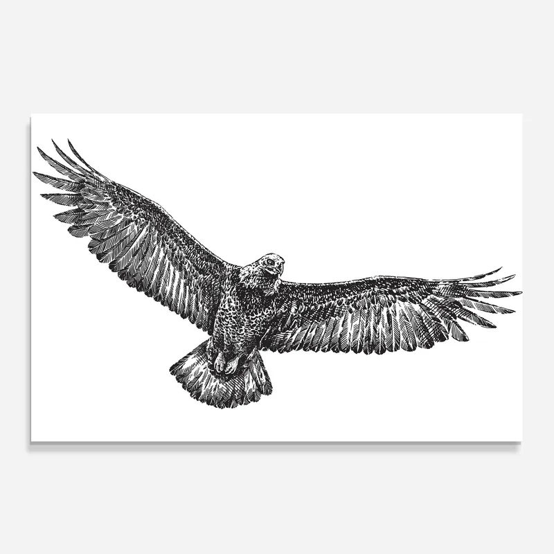 Küchenrückwand Glas Eagle Art Line Kostenloser Versand