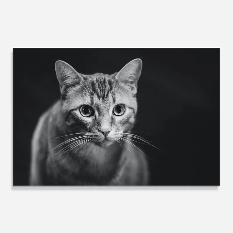 Küchenrückwand Glas Grey Kitty On Black Neuheit