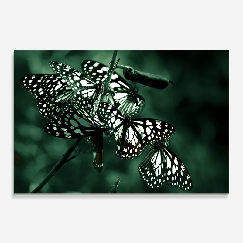 Küchenrückwand Glas Black White Butterflies Kostenloser Versand