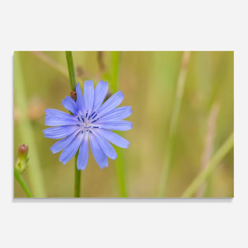 Direktkauf Küchenrückwand Glas Wild Purple Blue