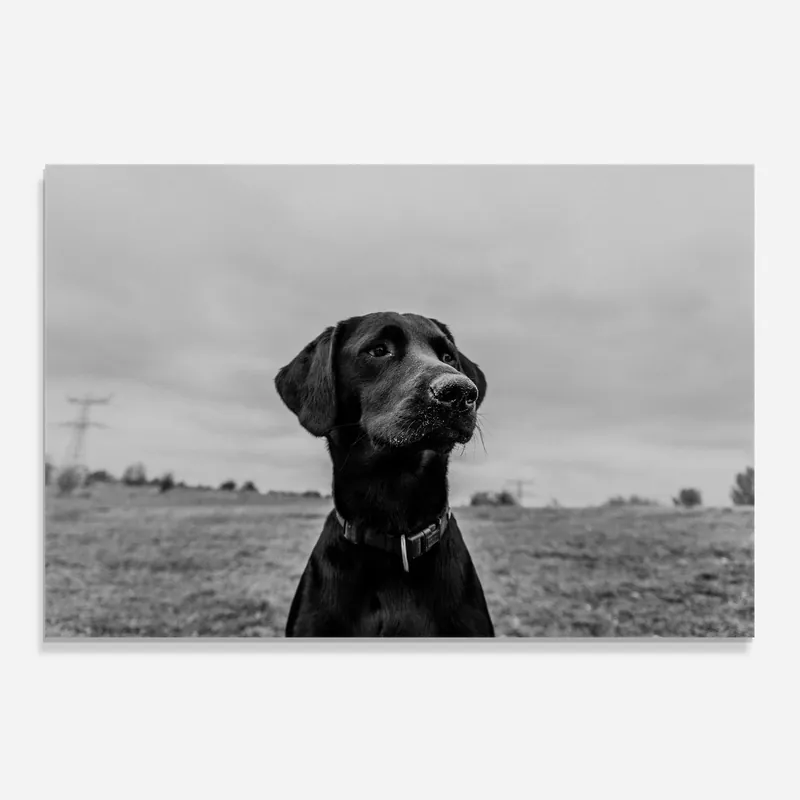 Preiswert Küchenrückwand Glas Black Dog