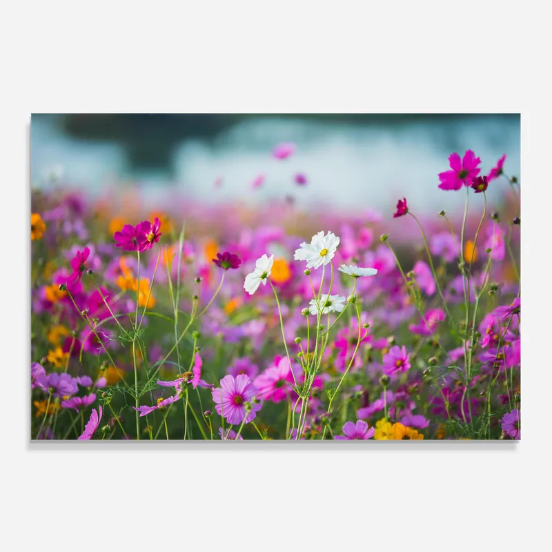 Küchenrückwand Glas Flower Grassland Rabatt