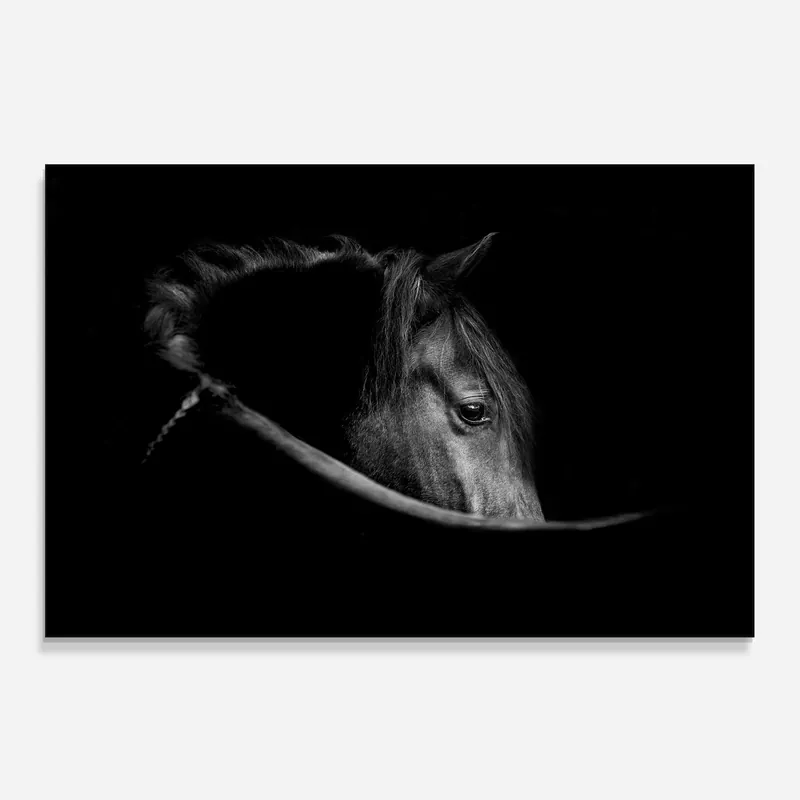 Küchenrückwand Glas Black Horse Looking Saisonangebot