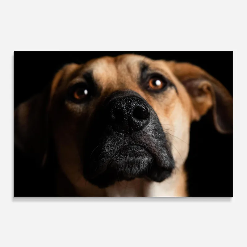 Küchenrückwand Glas Black Nose Dog Günstig