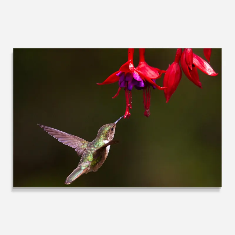 Küchenrückwand Glas Exotic Flower Bird Kracherpreis