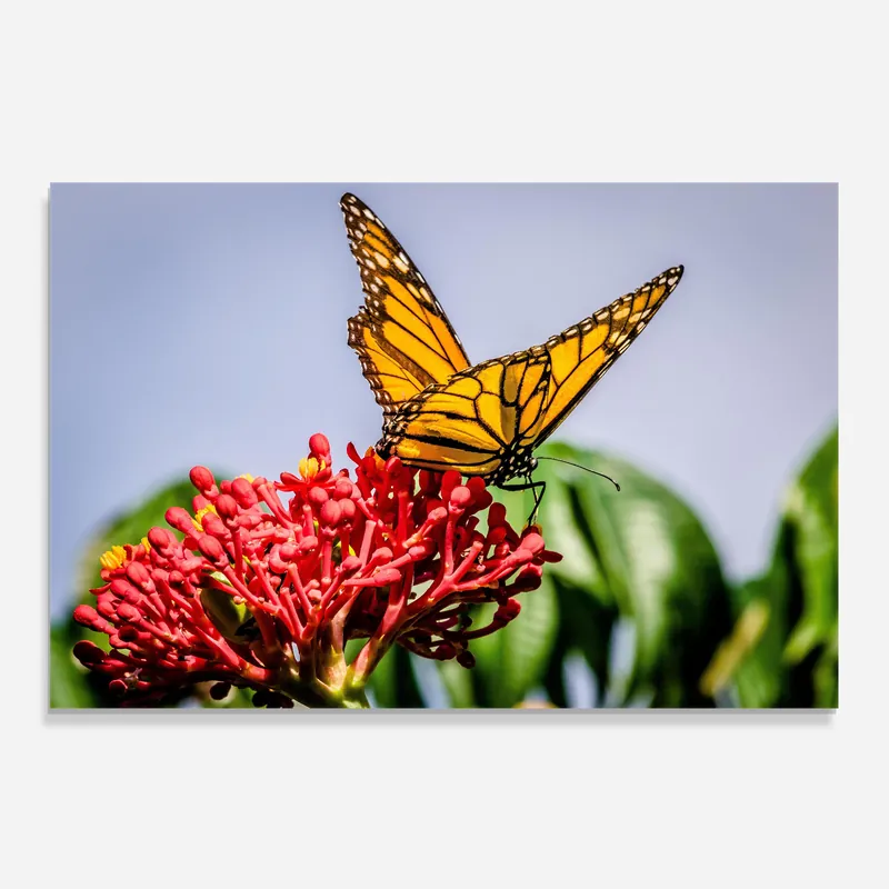 Top-Seller Küchenrückwand Glas Butterfly On Red Flower