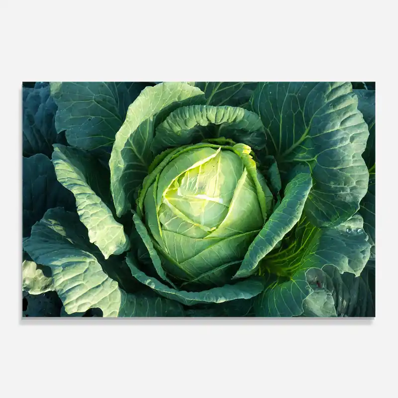 Küchenrückwand Glas Green Lettuce Kostenfreie Lieferung