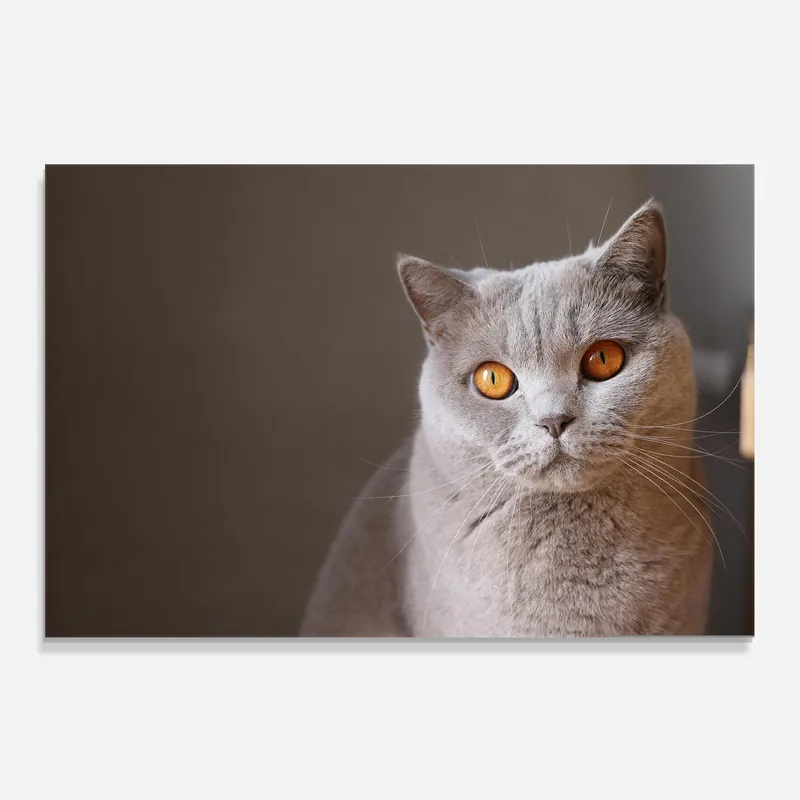 Bestpreis Küchenrückwand Glas Orange Eyes Cat