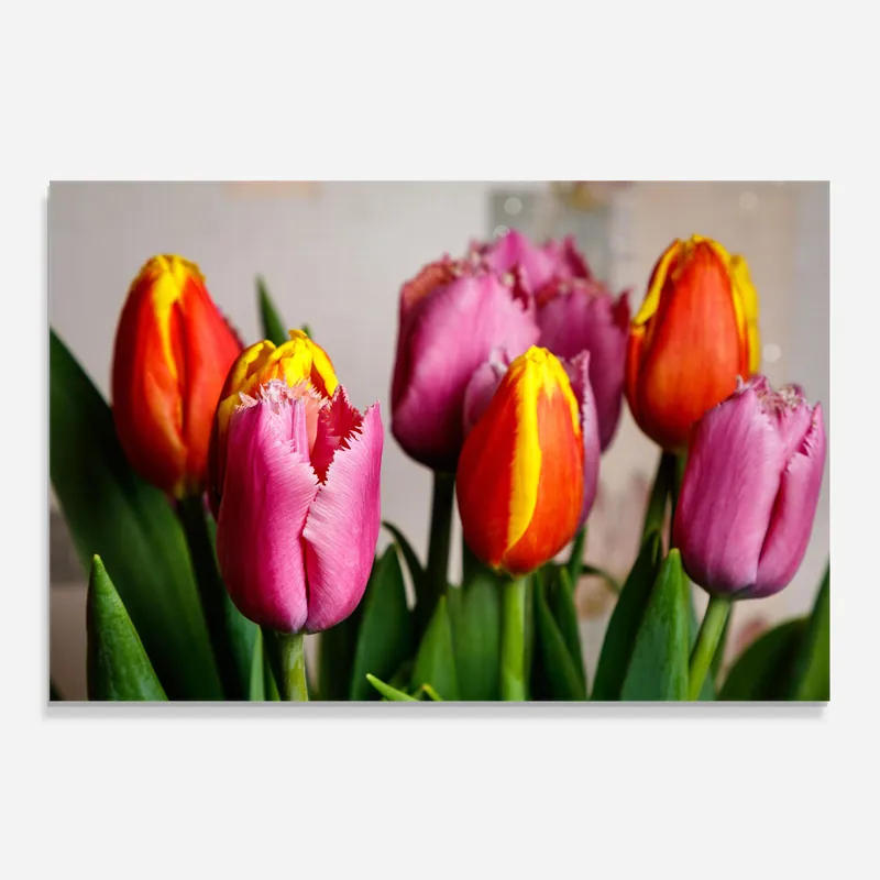 Direktkauf Küchenrückwand Glas Pink Orange Tulips