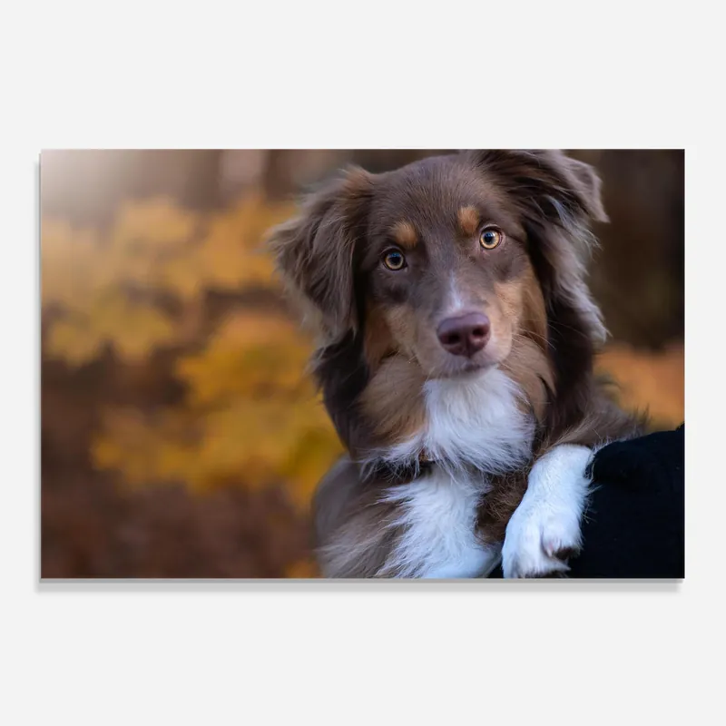 Top-Preis Küchenrückwand Glas Coffee Brown Dog