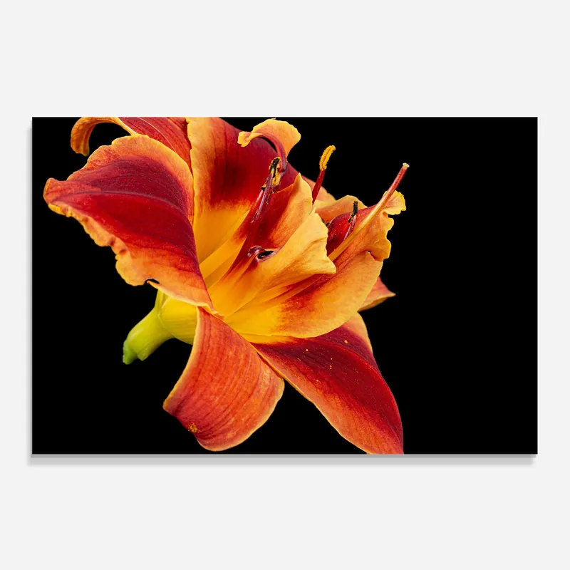 Schneller Versand Küchenrückwand Glas Exotic Orange Red