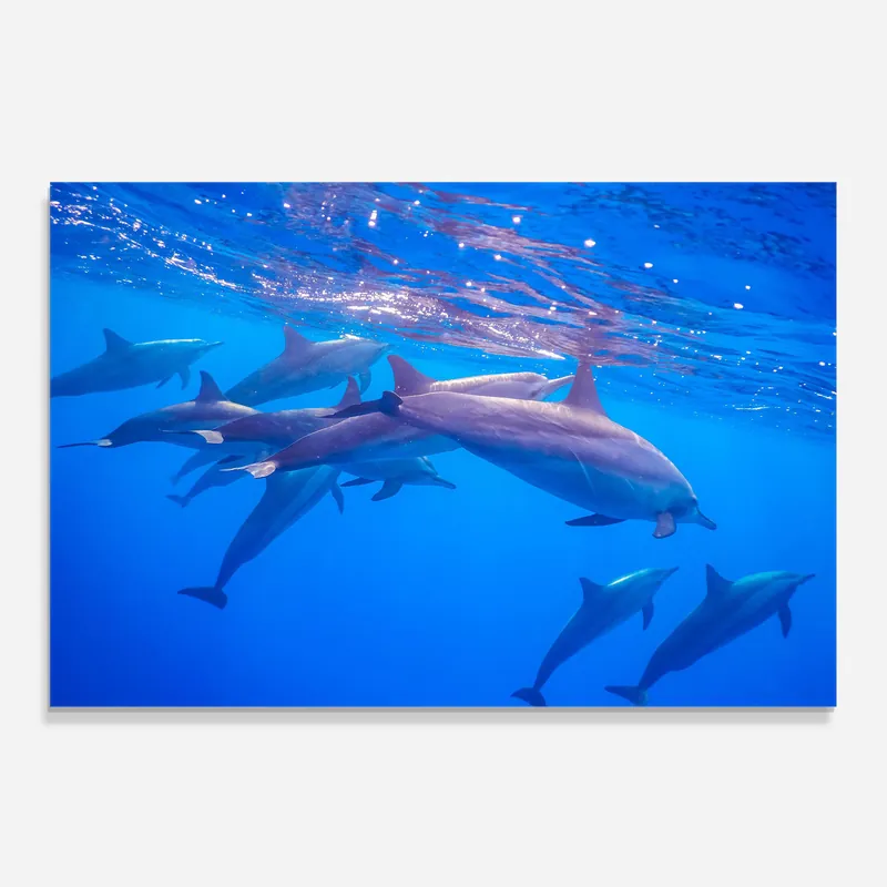 Küchenrückwand Glas Dolphin Family Sofort Bestellen
